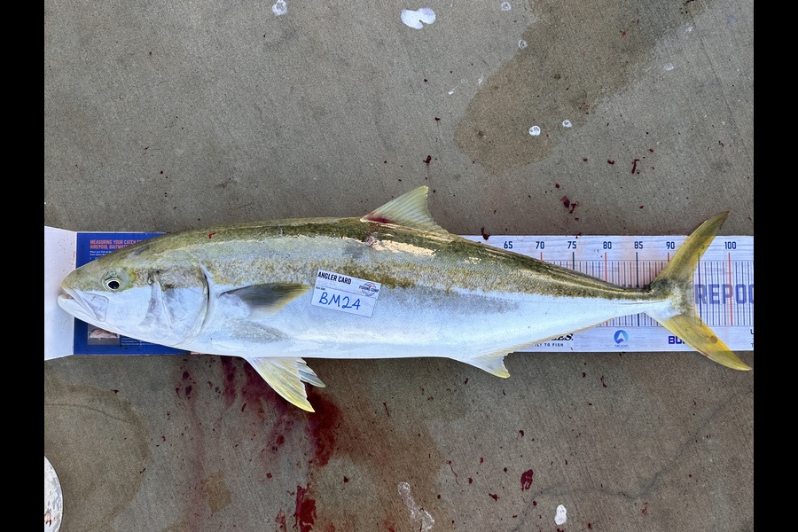 Ngareta Dunn caught this 94.0cm Kingfish at Northland during The Hirepool Baitmates Fishing Comp
