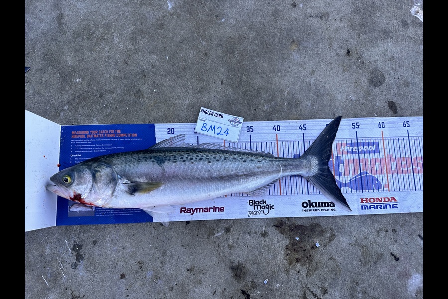 Ngareta Dunn caught this 49.0cm Kahawai at Northland during The Hirepool Baitmates Fishing Comp