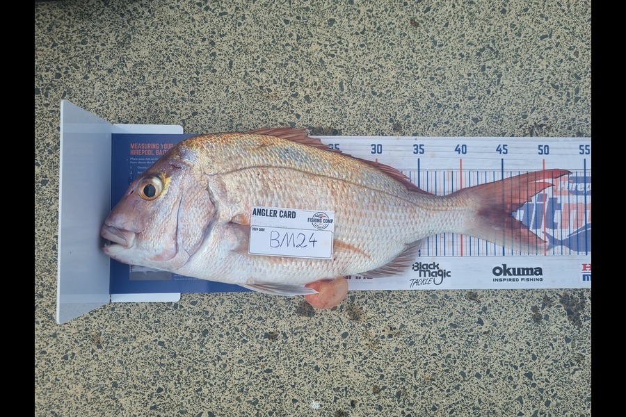 Alex Filyaev caught this 46.0cm Snapper at Auckland during The Hirepool Baitmates Fishing Comp