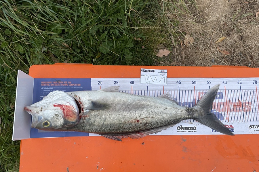Harry Nguyen caught this 54.5cm Kahawai at Canterbury during The Hirepool Baitmates Fishing Comp