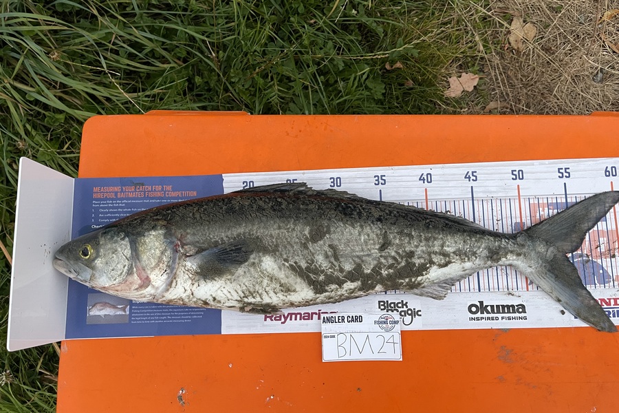 Harry Nguyen caught this 54.0cm Kahawai at Canterbury during The Hirepool Baitmates Fishing Comp
