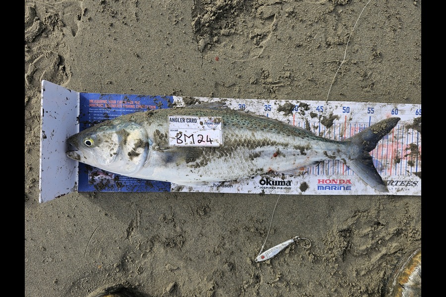 Wesley Skinner caught this 55.0cm Kahawai at Canterbury during The Hirepool Baitmates Fishing Comp