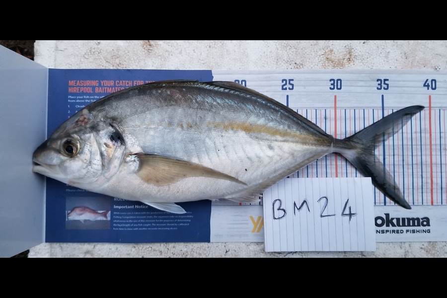 Peter Besley caught this 34.0cm Trevally at Bay of Plenty during The Hirepool Baitmates Fishing Comp
