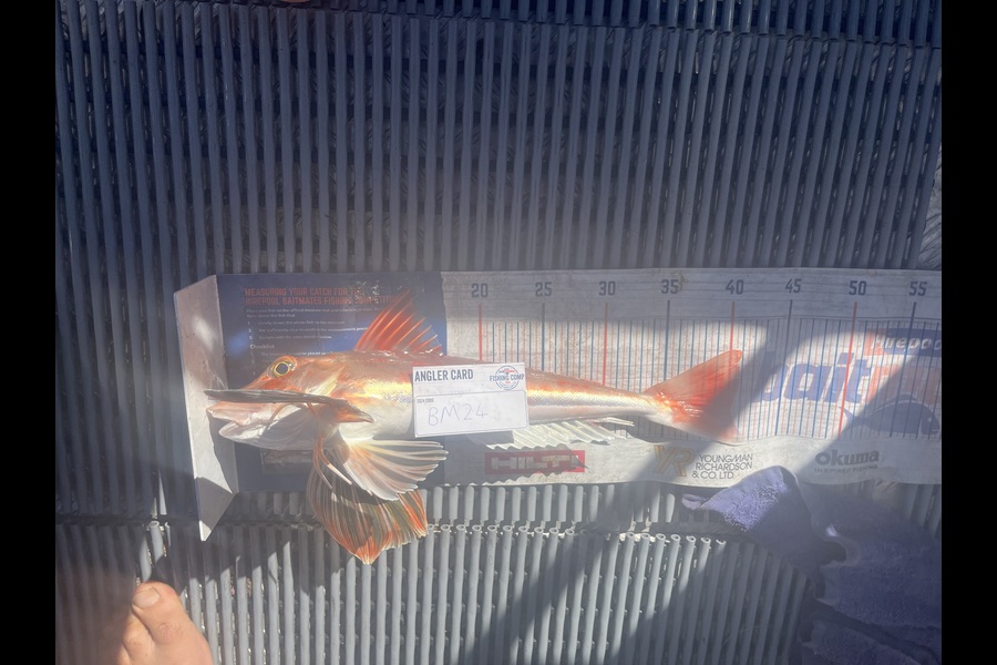 David  Griffin caught this 40.0cm Gurnard at Waikato during The Hirepool Baitmates Fishing Comp