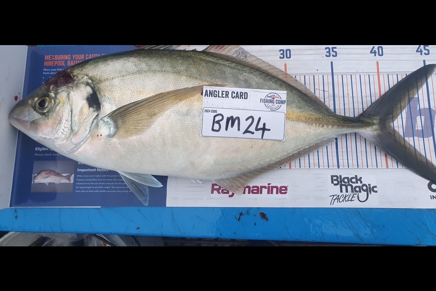 Dan Musson caught this 40.5cm Trevally at Wellington during The Hirepool Baitmates Fishing Comp