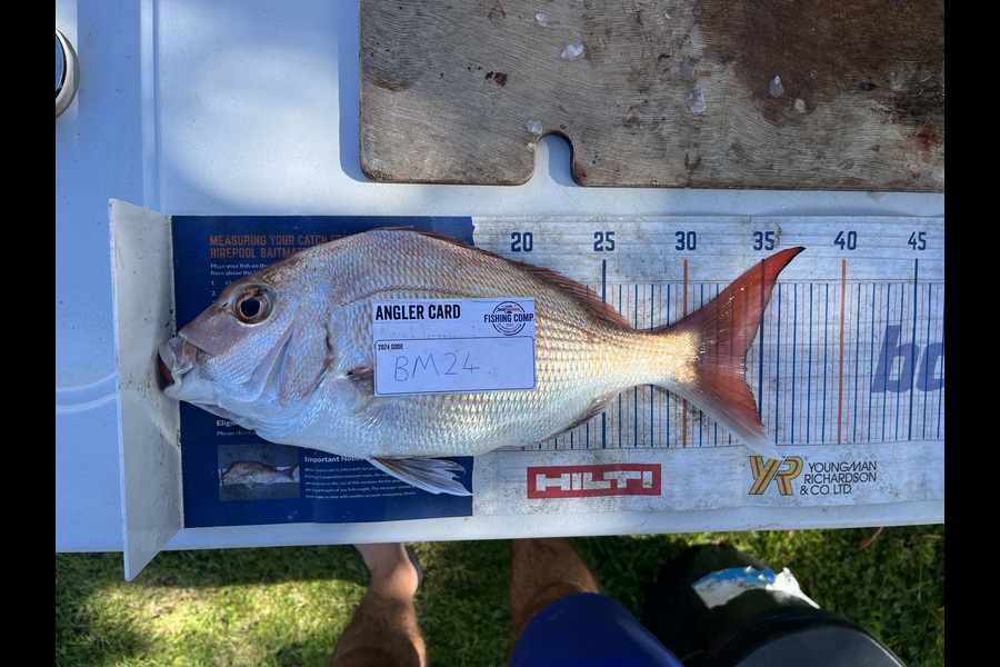 David  Griffin caught this 34.0cm Snapper at Waikato during The Hirepool Baitmates Fishing Comp