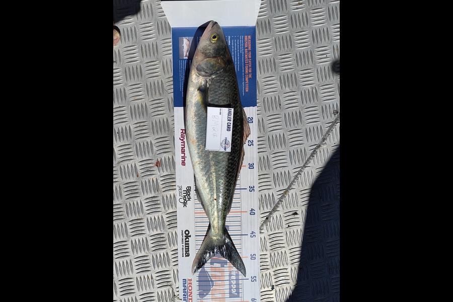 Clynt Short caught this 48.5cm Kahawai at Bay of Plenty during The Hirepool Baitmates Fishing Comp