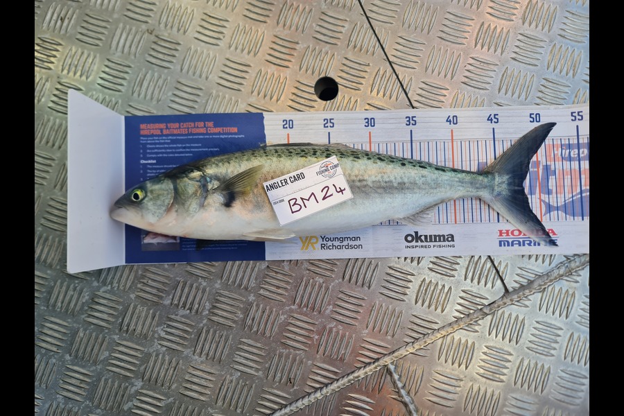 Hendrik Klopper caught this 48.0cm Kahawai at Northland during The Hirepool Baitmates Fishing Comp