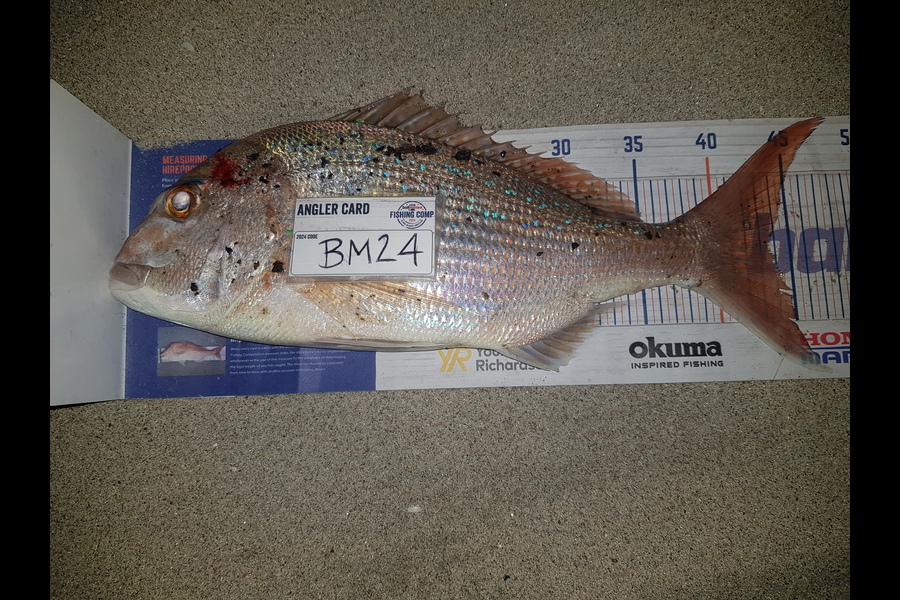 Cullim McVeigh caught this 43.5cm Snapper at Bay of Plenty during The Hirepool Baitmates Fishing Comp