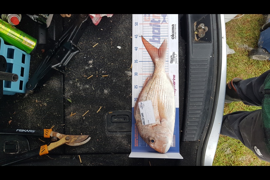Honana Vercoe caught this 40.0cm Snapper at Bay of Plenty during The Hirepool Baitmates Fishing Comp