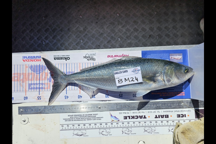 Tina  Williams-Swann caught this 49.5cm Kahawai at Bay of Plenty during The Hirepool Baitmates Fishing Comp
