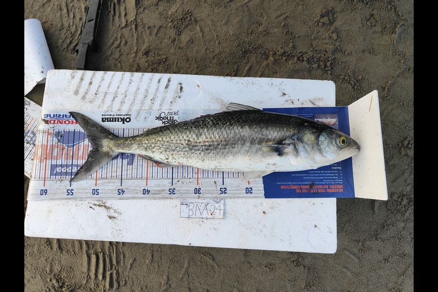 John bruce caught this 51.0cm Kahawai at Canterbury during The Hirepool Baitmates Fishing Comp