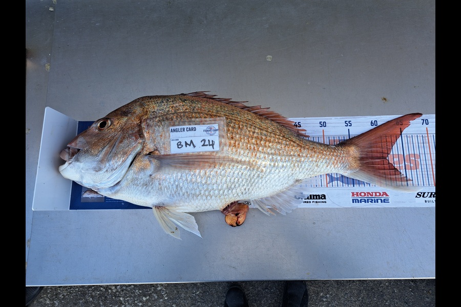 Harry Kovacs caught this 61.5cm Snapper at Wellington during The Hirepool Baitmates Fishing Comp