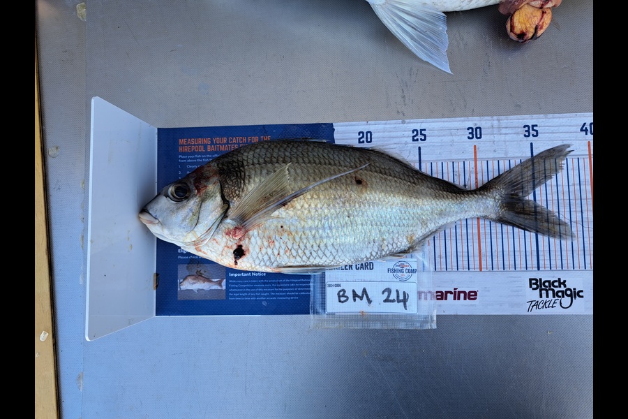 Harry Kovacs caught this 34.0cm Tarakihi at Wellington during The Hirepool Baitmates Fishing Comp