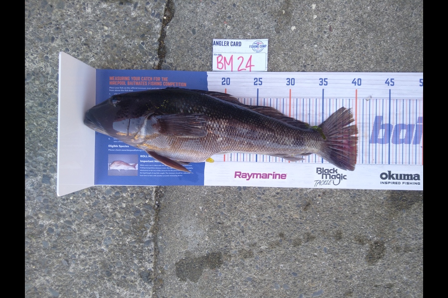 Luke Bryant  caught this 40.0cm Blue Cod at Wellington during The Hirepool Baitmates Fishing Comp