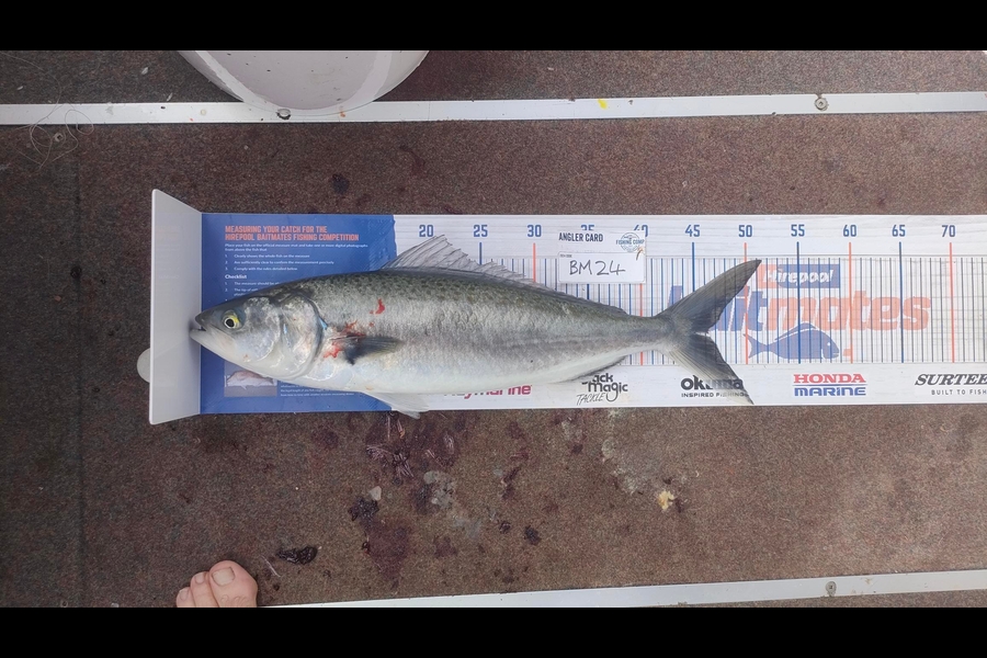 Darryn Thomas caught this 46.0cm Kahawai at Bay of Plenty during The Hirepool Baitmates Fishing Comp