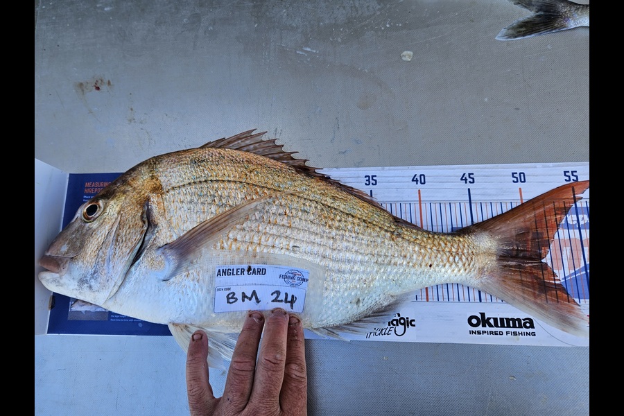 David Kovacs caught this 51.0cm Snapper at Wellington during The Hirepool Baitmates Fishing Comp