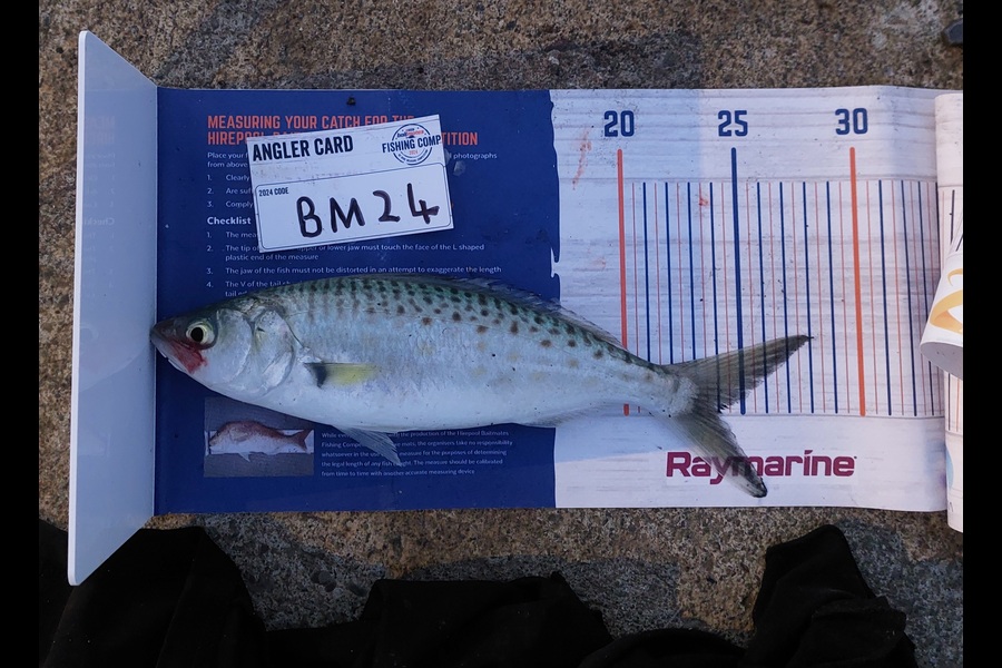 Pamela Crosbie caught this 24.0cm Kahawai at Nelson/Marlborough during The Hirepool Baitmates Fishing Comp