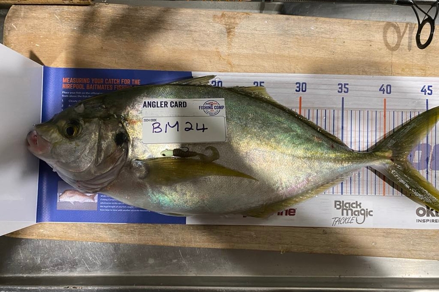 tama morgan caught this 42.5cm Trevally at Northland during The Hirepool Baitmates Fishing Comp