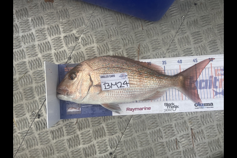 Daniel Dawson caught this 44.0cm Snapper at Bay of Plenty during The Hirepool Baitmates Fishing Comp