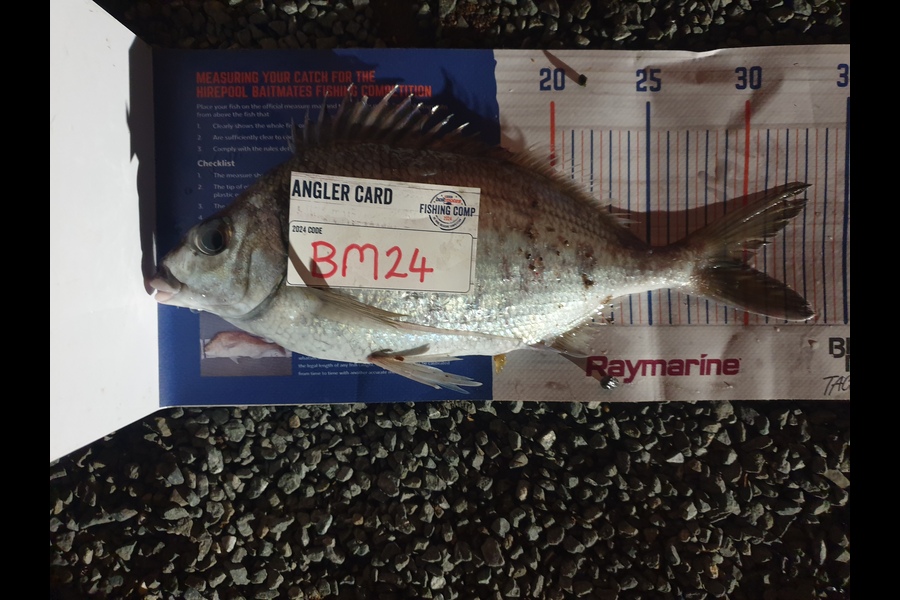 Rodney Niven caught this 30.0cm Tarakihi at Wellington during The Hirepool Baitmates Fishing Comp
