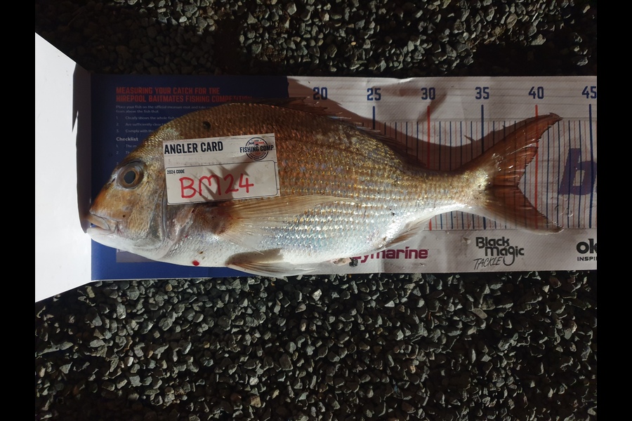 Rodney Niven caught this 38.0cm Snapper at Wellington during The Hirepool Baitmates Fishing Comp