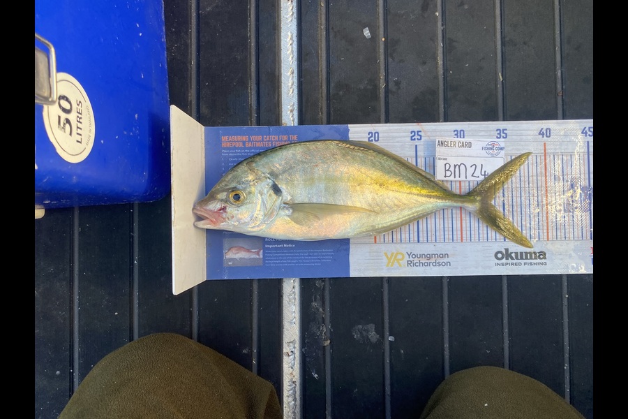 Tony Flowers caught this 33.5cm Trevally at Wellington during The Hirepool Baitmates Fishing Comp