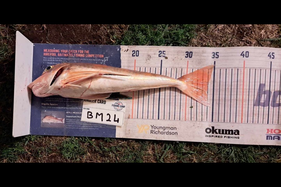 Tracey Beer caught this 34.0cm Gurnard at Coromandel during The Hirepool Baitmates Fishing Comp