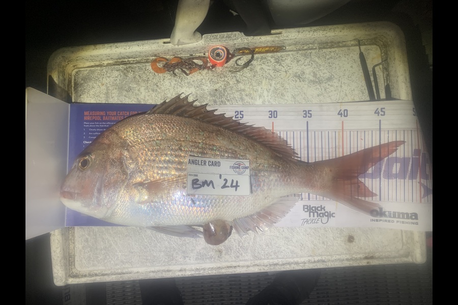 Josh Bolton caught this 42.0cm Snapper at Wellington during The Hirepool Baitmates Fishing Comp