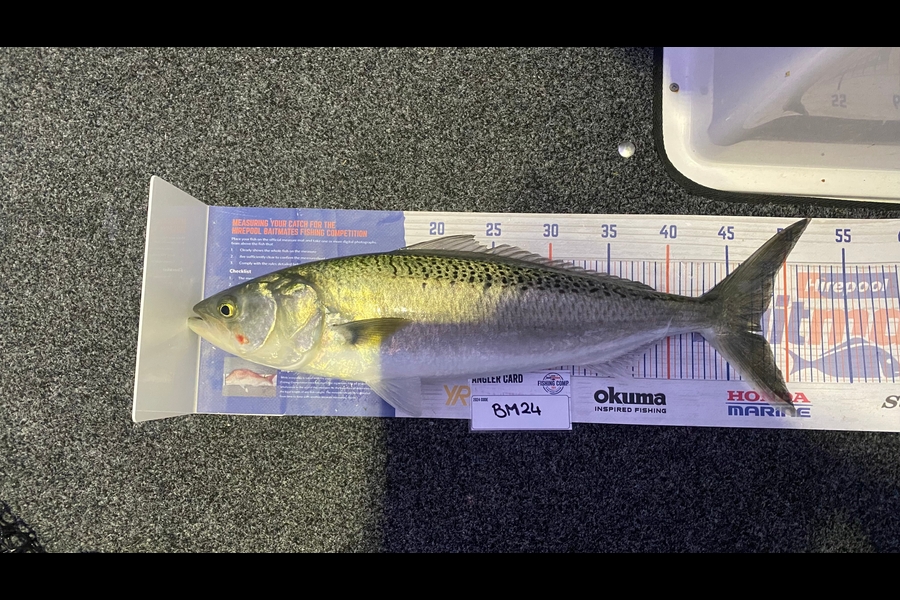 Nicholas Mowlem caught this 47.5cm Kahawai at Bay of Plenty during The Hirepool Baitmates Fishing Comp