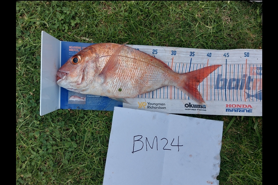 Edwin Tienzo caught this 37.0cm Snapper at Northland during The Hirepool Baitmates Fishing Comp