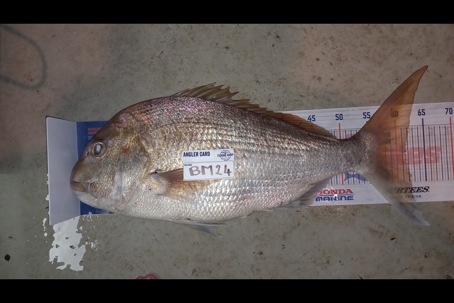Dave Thomson caught this 61.5cm Snapper at Manawatu during The Hirepool Baitmates Fishing Comp