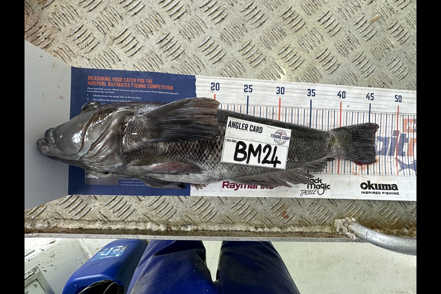 Harry Wynyard caught this 46.0cm Blue Cod at Northland during The Hirepool Baitmates Fishing Comp