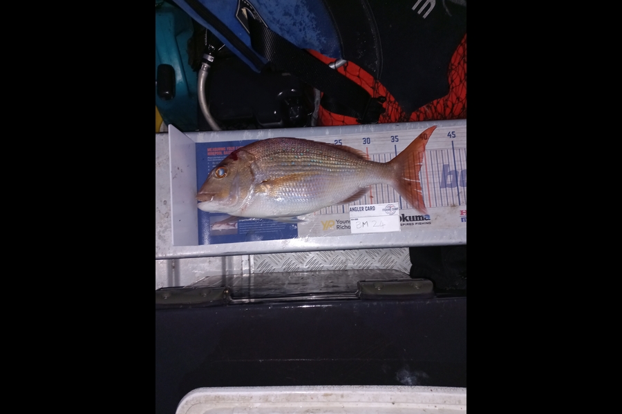 Richard Thornton caught this 38.5cm Snapper at Northland during The Hirepool Baitmates Fishing Comp