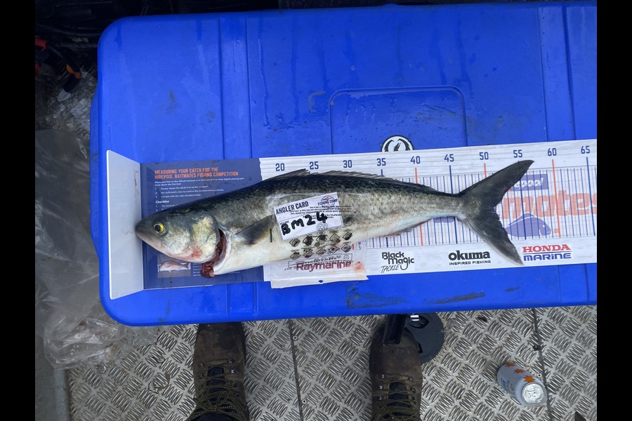 Eric Shaw caught this 50cm Kahawai at Coromandel during The Hirepool Baitmates Fishing Comp