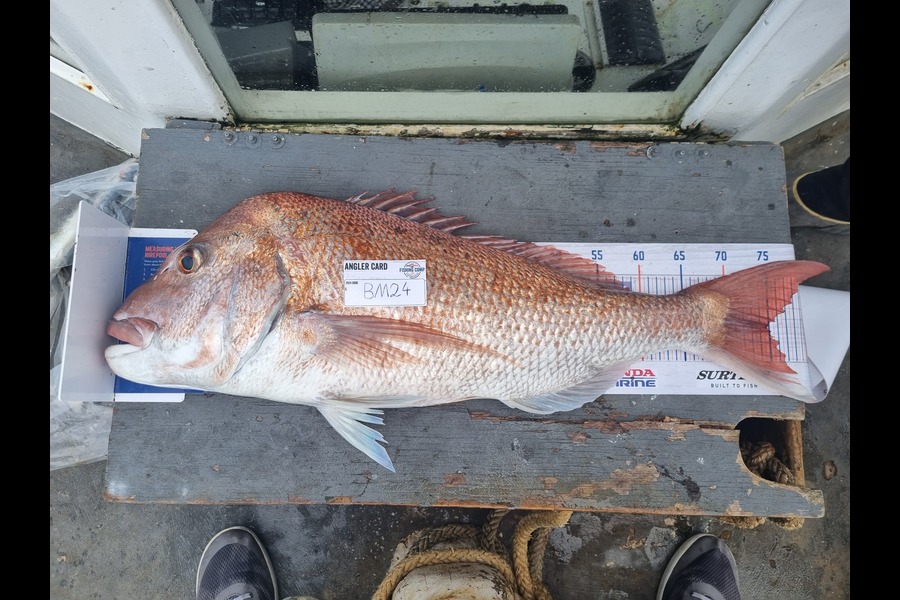 Alex Filyaev caught this 74.5cm Snapper at Auckland during The Hirepool Baitmates Fishing Comp