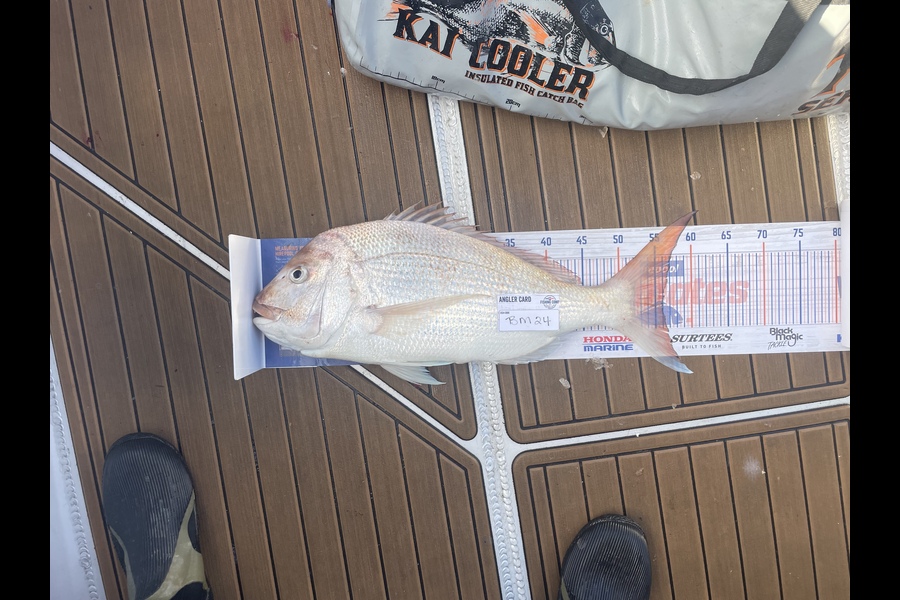 Neville Cane caught this 55.0cm Snapper at Nelson/Marlborough during The Hirepool Baitmates Fishing Comp