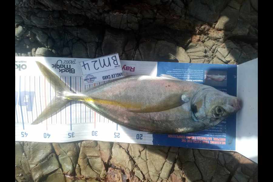 Bodhi Bishop Saunders caught this 38.0cm Trevally at Coromandel during The Hirepool Baitmates Fishing Comp