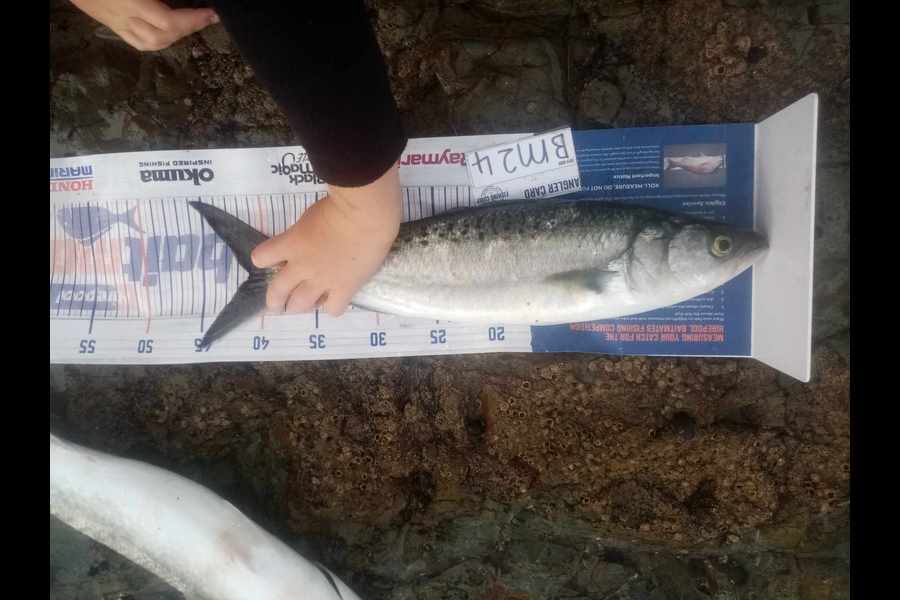 Bodhi Bishop Saunders caught this 41.0cm Kahawai at Coromandel during The Hirepool Baitmates Fishing Comp