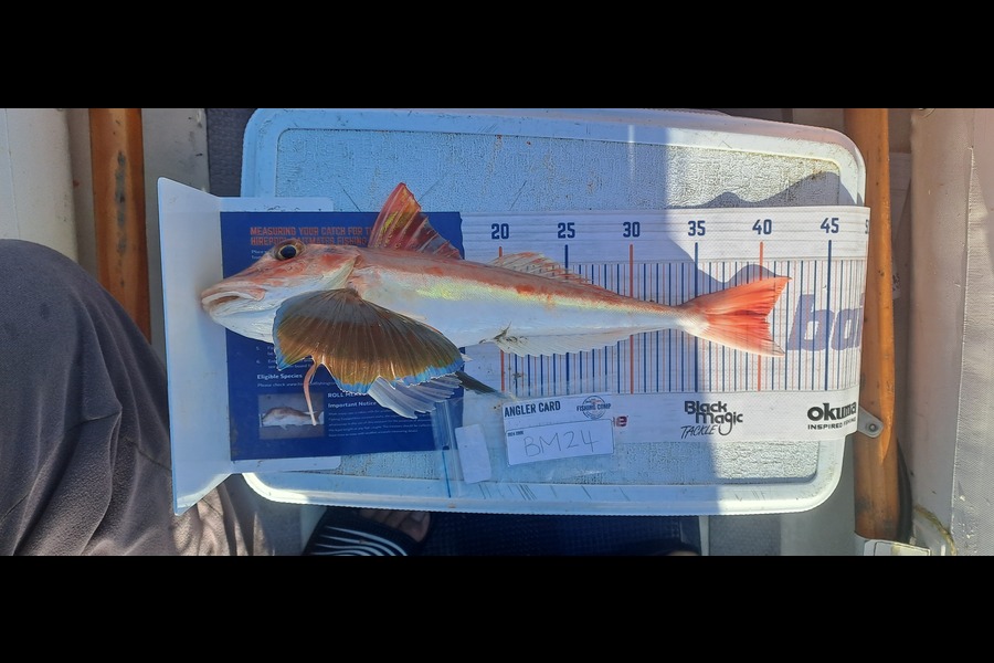Dave Paul caught this 40cm Gurnard at Hawkes Bay during The Hirepool Baitmates Fishing Comp