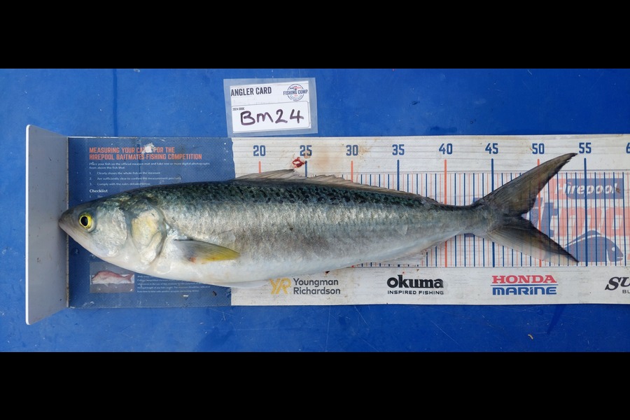 Barry  Howard caught this 48.0cm Kahawai at Northland during The Hirepool Baitmates Fishing Comp