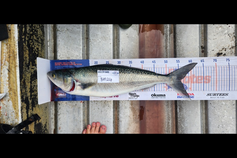 Reid Soole caught this 55cm Kahawai at Auckland during The Hirepool Baitmates Fishing Comp