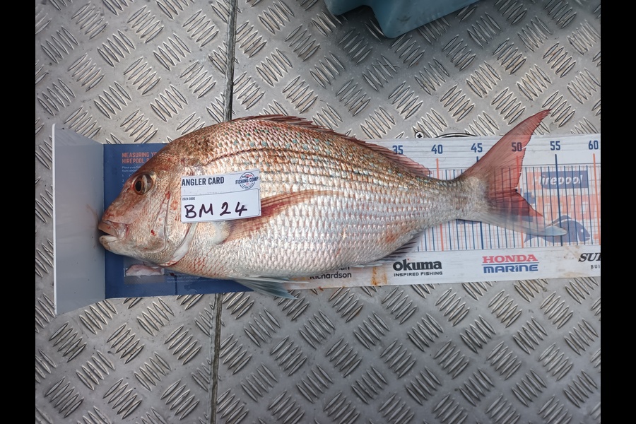 Jason Iorns caught this 49.5cm Snapper at Nelson/Marlborough during The Hirepool Baitmates Fishing Comp