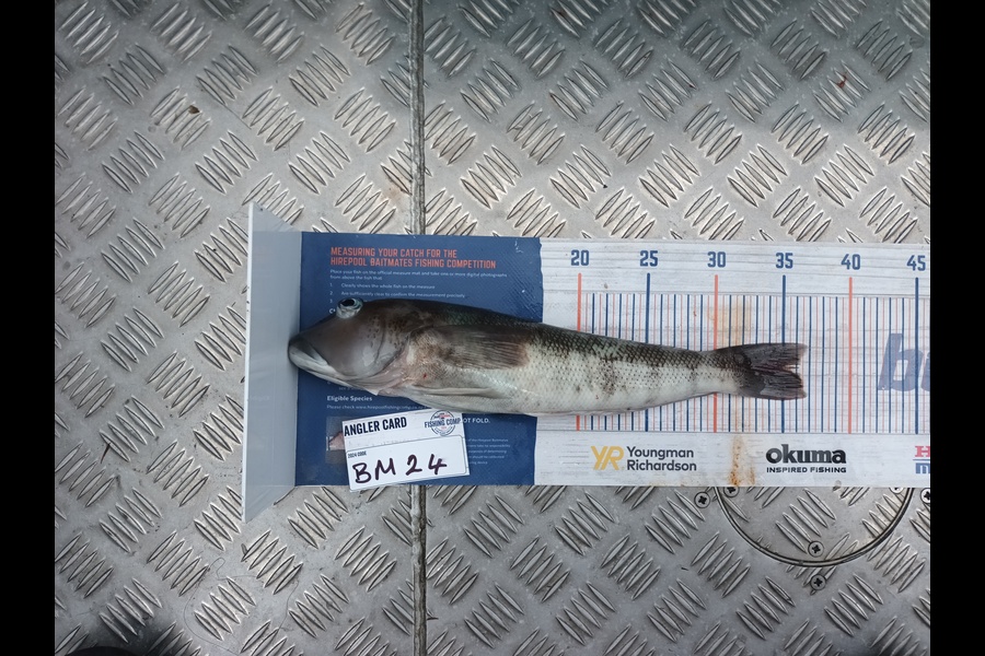 Jason Iorns caught this 36.0cm Blue Cod at Nelson/Marlborough during The Hirepool Baitmates Fishing Comp