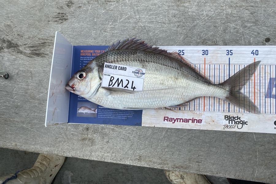 Jay Godden caught this 37.0cm Tarakihi at Wairarapa
 during The Hirepool Baitmates Fishing Comp