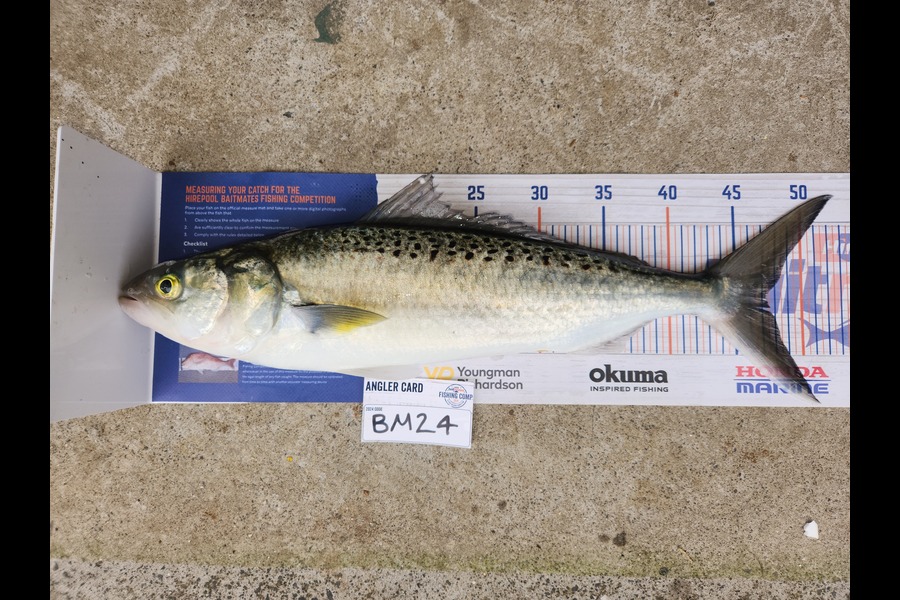 Cory Piggales caught this 47.0cm Kahawai at Auckland during The Hirepool Baitmates Fishing Comp