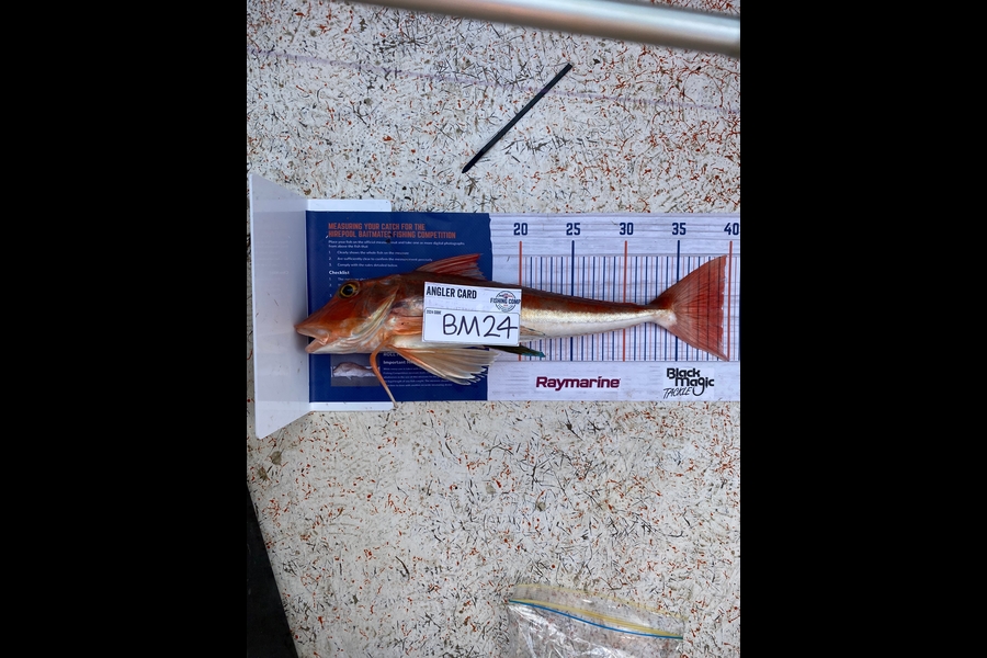 Astrid Joy caught this 39.5cm Gurnard at Coromandel during The Hirepool Baitmates Fishing Comp