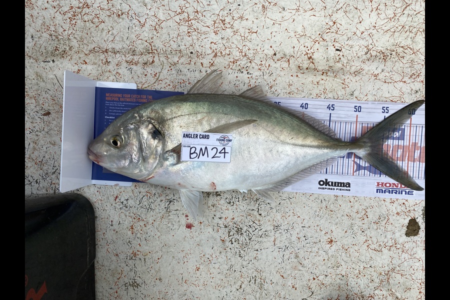 Astrid Joy caught this 55.0cm Trevally at Coromandel during The Hirepool Baitmates Fishing Comp