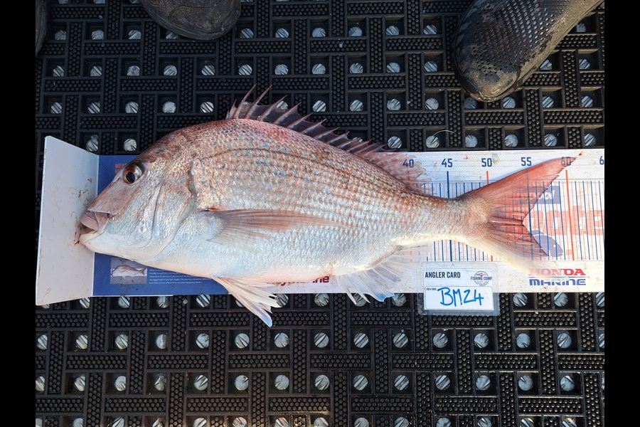 Harry Kovacs caught this 54.0cm Snapper at Wellington during The Hirepool Baitmates Fishing Comp