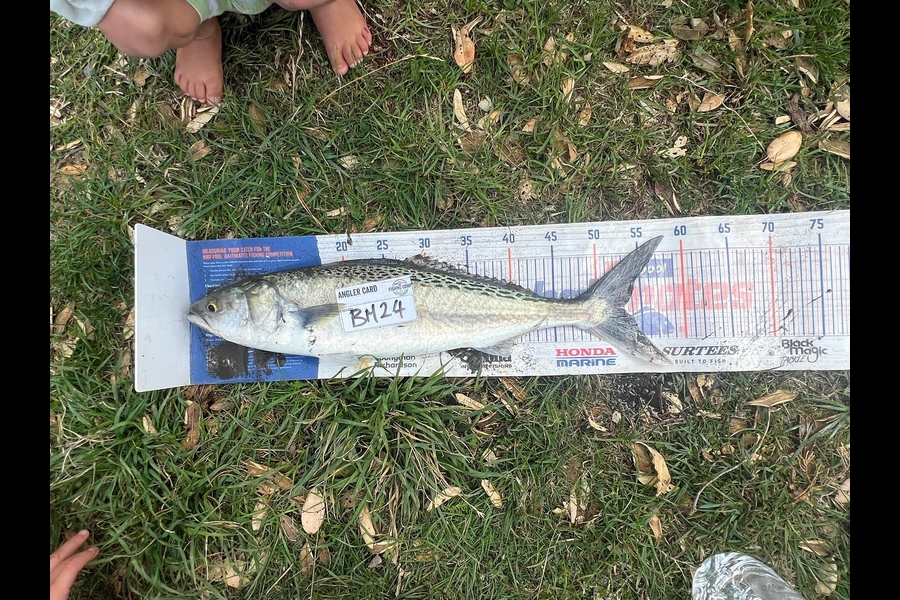 Hohepa Delamere caught this 52cm Kahawai at Wairarapa
 during The Hirepool Baitmates Fishing Comp